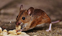 24 Hour & Emergency Exterminators in Van Buren, AR